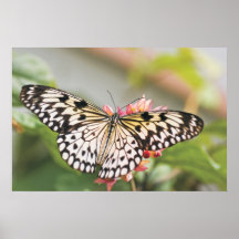 Asian Butterfly Print
