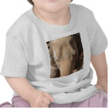 Asian Elephant