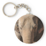 Asian Elephant