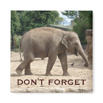 Asian Elephant Save The Date Magnet