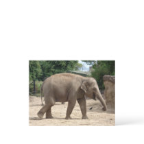 Asian Elephant Walking On Sand Postcard