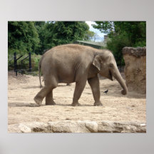 Asian Elephant Walking On Sand To Water Print
