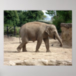 Asian Elephant Walking On Sand To Water Print