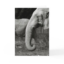Asian Elephants Greeting Card