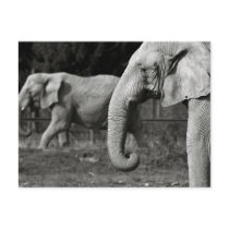 Asian Elephants Postcard