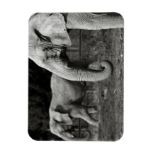 Asian Elephants Premium Magnet