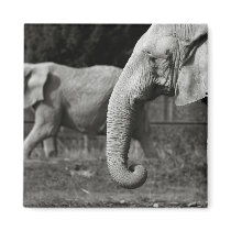 Asian Elephants Square Magnet