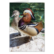 Asian Mandarin Ducks Male & Female Greeting Card