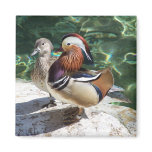 Asian Mandarin Ducks Male & Female Magnets