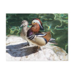 Asian Mandarin Ducks Male & Female Post Cards
