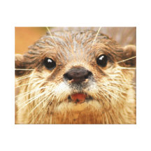 Asian Small Clawed Otter Gallery Wrap Canvas