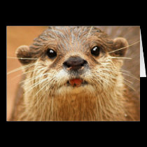 Asian Small Clawed Otter cards