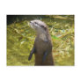 Asian Small-clawed Otter Postcards
