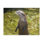 Asian Small-clawed Otter postcards