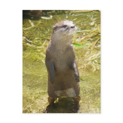 Asian Small-clawed Otter Post Card by Flynn_the_Cat