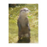 Asian Small-clawed Otter Post Card