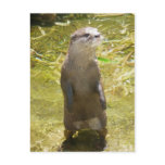 Asian Small-clawed Otter postcards