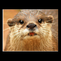 Asian Small Clawed Otter postcards