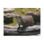Asian Small-clawed Otters Postcards