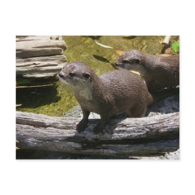 Asian Small-clawed Otters Postcards by Flynn_the_Cat