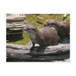 Asian Small-clawed Otters postcards