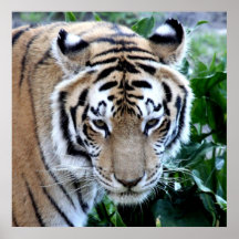 Asian Tiger Posters