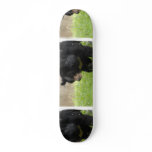 Asiatic Black Bear Skateboard