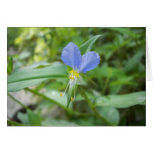 Asiatic Dayflower (Commelina communis) Card