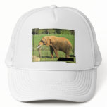 Asiatic Elephant Baseball Hat