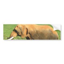 Asiatic Elephant  Bumper Stickers