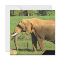Asiatic Elephant  Invitations