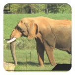 Asiatic Elephant  Stickers