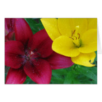 Asiatic Lilies
