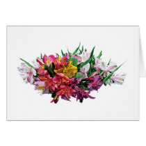 Asiatic Lilies Mixed Colours