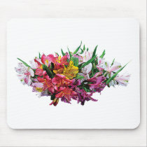 Asiatic Lilies Mixed Colours