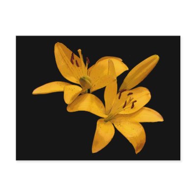 Asiatic Lilies by Bebops
