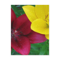 Asiatic Lilies