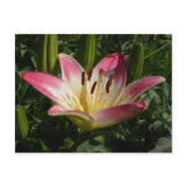 Asiatic Lily 72 ~ postcard