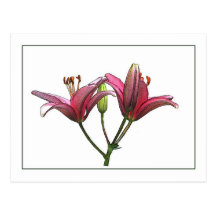 Asiatic Lily Botanical Photo-Sketch Postcard