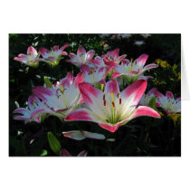Asiatic Lily ~ card