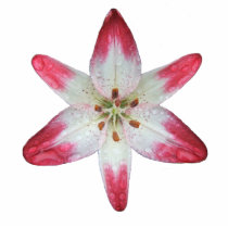Asiatic Lily 'Lollipop' ~ acrylic Photo Cut Outs