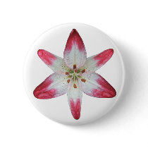 Asiatic Lily 'Lollipop' ~ button