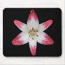 Asiatic Lily 'Lollipop' ~ mousepad