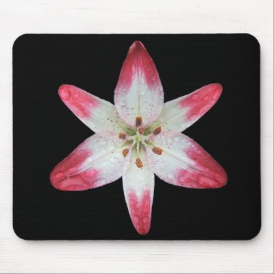 Asiatic Lily 'Lollipop' ~ mousepad by Andy2302