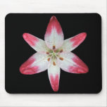Asiatic Lily 'Lollipop' ~ mousepad