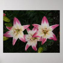 Asiatic Lily 'Lollipop' ~ print