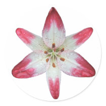 Asiatic Lily 'Lollipop' ~ sticker