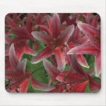 Asiatic Lily Mouse Pad