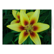 Asiatic Lily Note Card