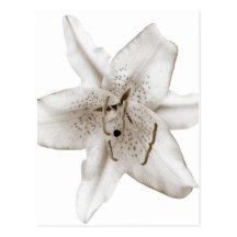Asiatic Lily Post Card